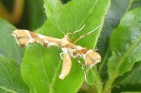 Cnaemidophorus rhododactylus