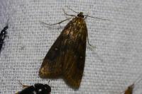 Parapoynx stratiotata