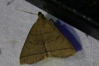 Herminia tarsipennalis