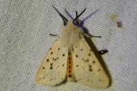 Spilosoma lubricipeda