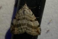 Aplocera efformata/plagiata