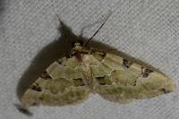 Colostygia pectinataria