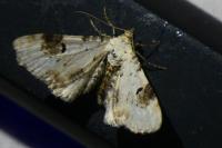 Eupithecia centaureata
