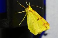 Opisthograptis luteolata