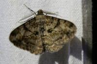 Peribatodes rhomboidaria