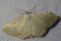 Scopula immutata