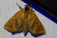 Clostera anastomosis