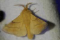 Malacosoma neustria