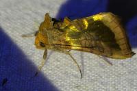 Diachrysia stenochrysis