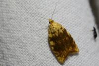 Aleimma loeflingiana