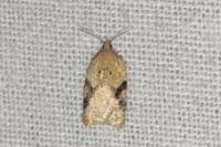 Acleris ferrugana/notana
