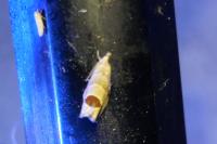 Notocelia uddmanniana