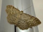 Idaea fuscovenosa