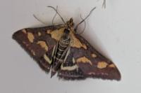 Pyrausta purpuralis