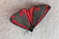 Tyria jacobaeae