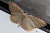 Idaea fuscovenosa