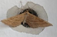 Idaea ochrata