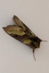 Diachrysia chrysitis