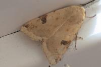 Heliothis peltigera