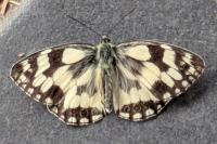 Melanargia galathea