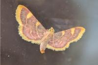Hypsopygia costalis