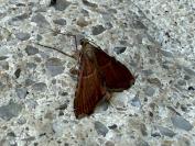 Endotricha flammealis