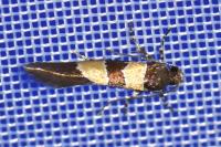 Goidanichiana jourdheuillella
