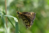 Heteropterus morpheus