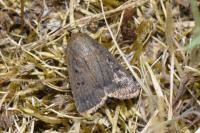 Amphipyra tragopoginis