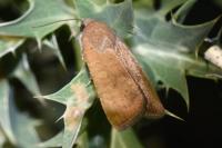 Noctua interjecta