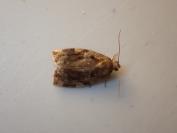 Archips xylosteana