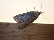 Aphomia sociella