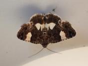 Tyta luctuosa