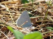 Celastrina argiolus
