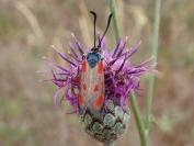 Zygaena loti