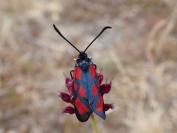 Zygaena loti