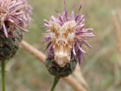 Eremobia ochroleuca