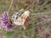 Eremobia ochroleuca
