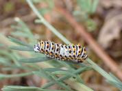 Papilio machaon