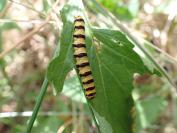 Tyria jacobaeae