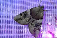 Catocala fulminea
