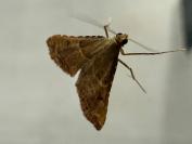 Endotricha flammealis