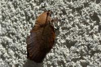 Gastropacha quercifolia