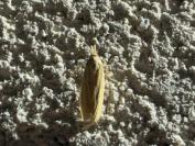 Ematheudes punctella