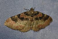 Catarhoe rubidata