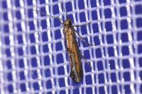Ochromolopis ictella