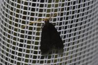 Homaloxestis briantiella