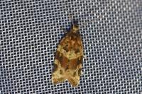 Argyrotaenia ljungiana