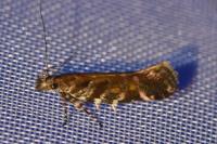 Aristotelia decoratella