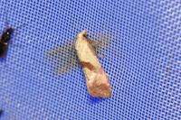 Falseuncaria ruficiliana